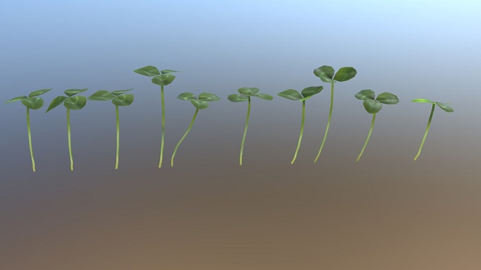四叶草