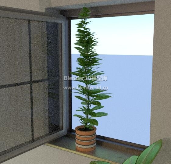 窗台盆栽植物