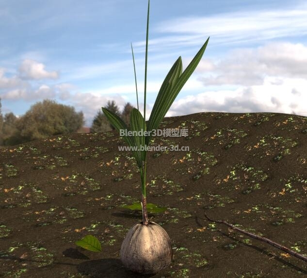 发芽的椰子