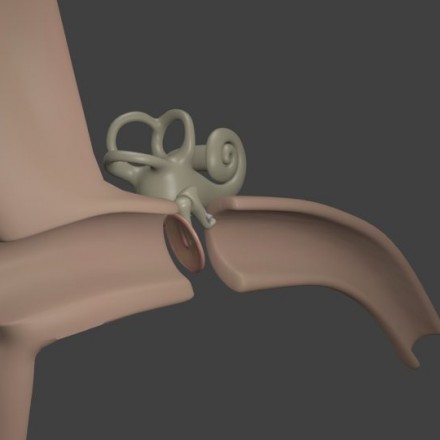 耳道解剖图