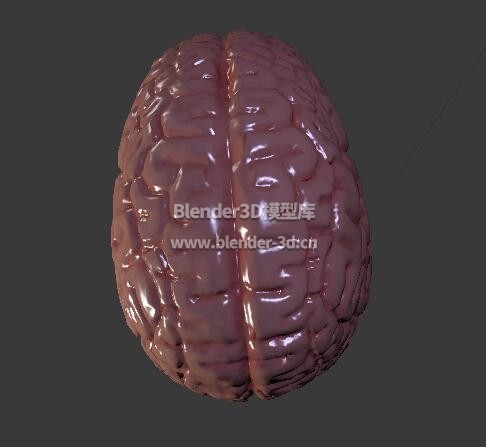 人类大脑