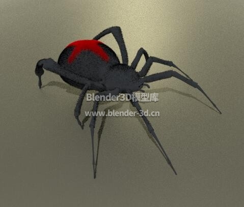 红腹蜘蛛