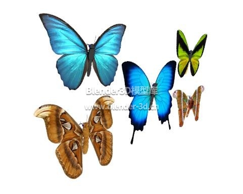 5种蝴蝶