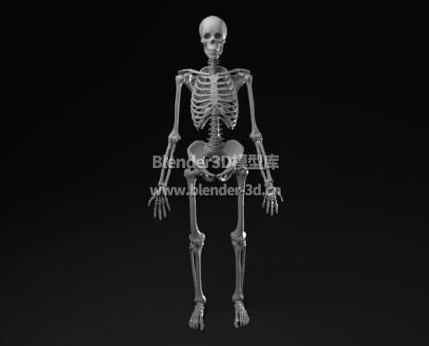 人体骨骼骨架