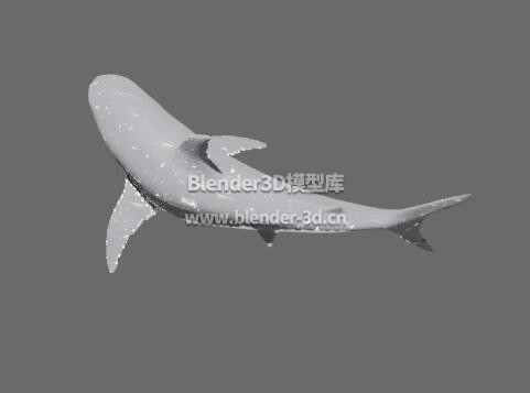 rig大白鲨
