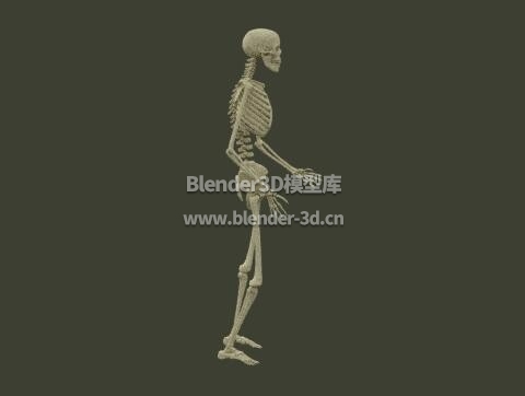 rig人类骨骼