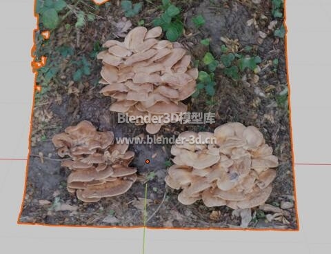 蘑菇木耳菌类