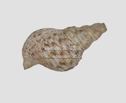 海螺蛳贝壳