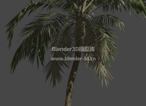 棕榈树椰子树