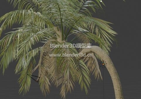 富贵椰子树