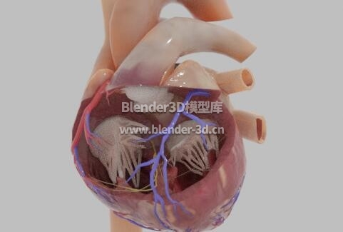人类心脏器官解剖