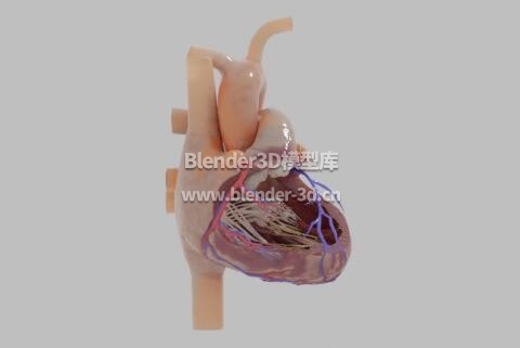 人类心脏器官解剖