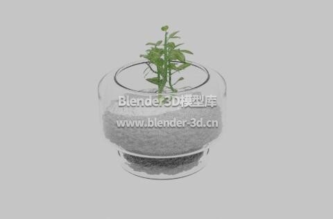 玻璃花盆盆栽绿植