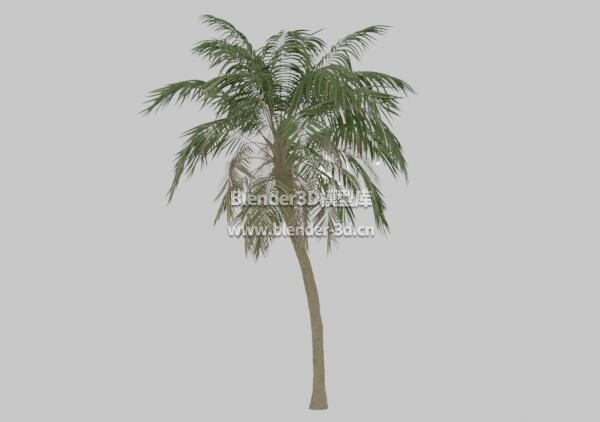 棕榈椰子树