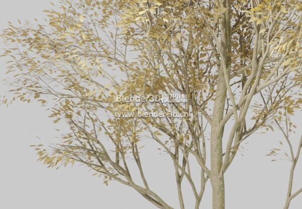 枯黄叶子树
