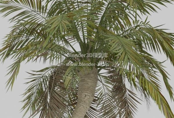高大棕榈树