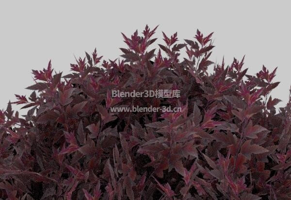 紫叶风箱果植物