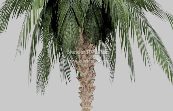 茂盛棕榈树