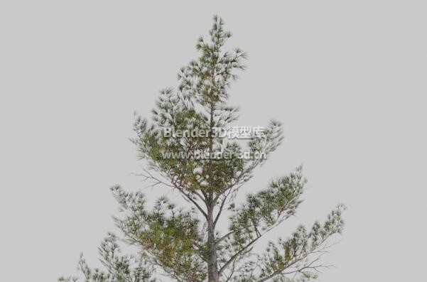 茂密西伯利亚松树