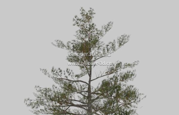 细长西伯利亚松树