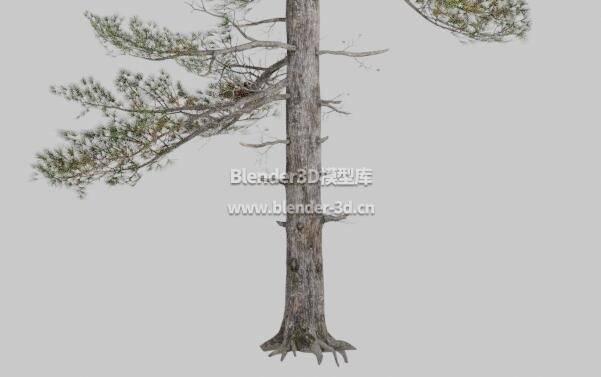 稀疏细长西伯利亚松树
