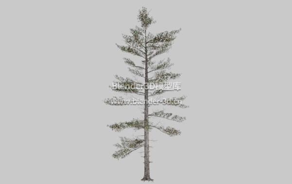 稀疏细长西伯利亚松树