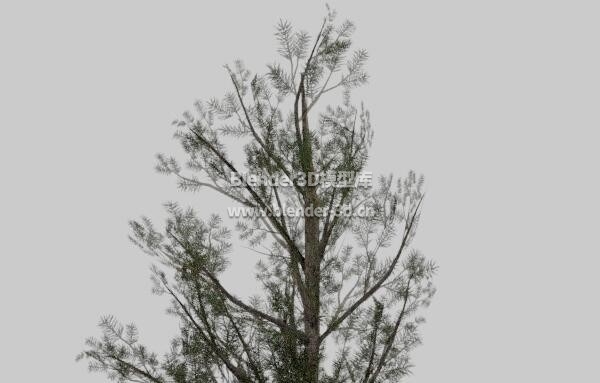 茂盛美国黑松松树