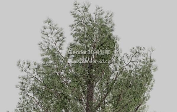 西伯利亚大松树