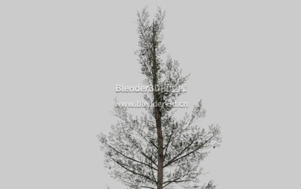 美国黑松松树
