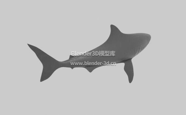 rig大白鲨鲨鱼