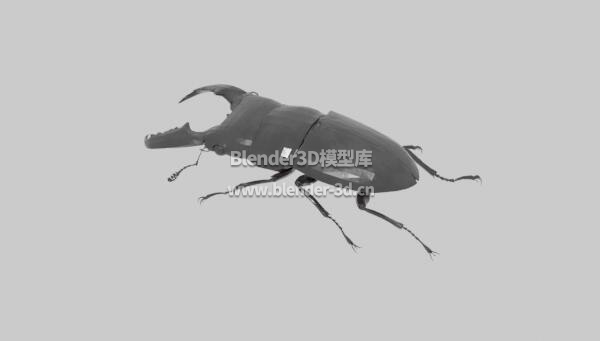 巨陶锹甲虫