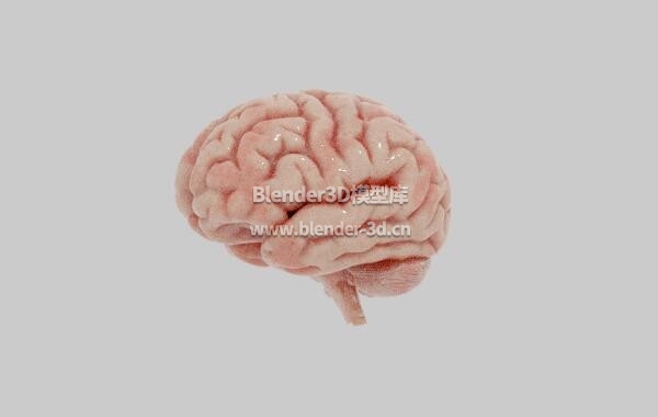 真实人类大脑