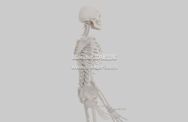 人体骨骼骨架骷髅