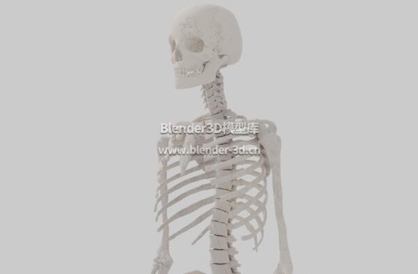 人体骨骼骨架骷髅