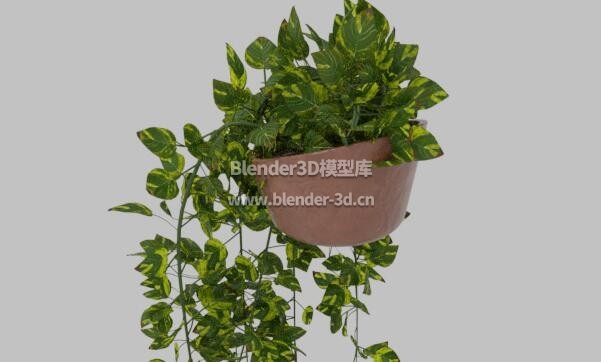 黄金葛盆栽盆景绿植